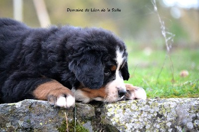 VENTURI VDB DU DOMAINE DE LEON DE LA SEILLE