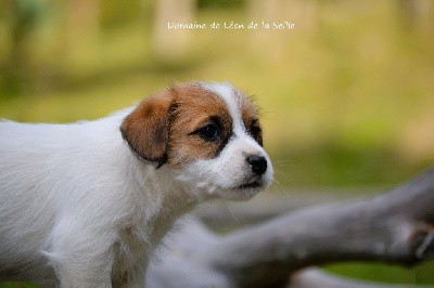 Vaïana du domaine de Léon de la seille 