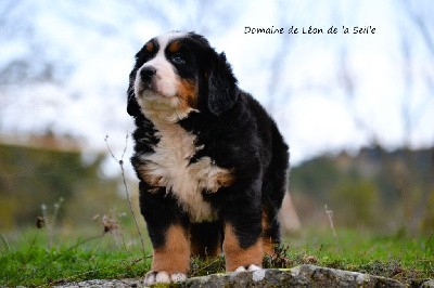 VESPA DU DOMAINE DE LEON DE LA SEILLE