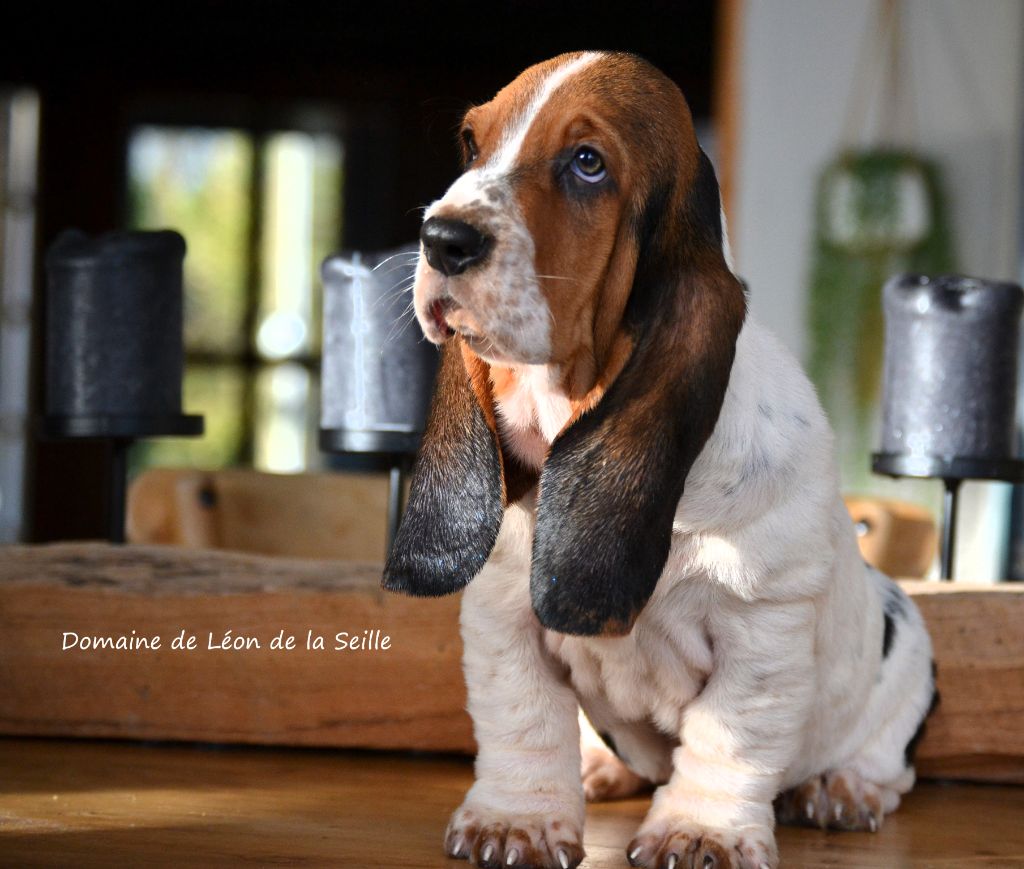 chiot Basset Hound du Domaine De Léon De La Seille