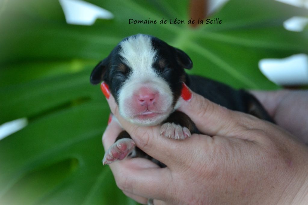 du Domaine De Léon De La Seille - Chiot disponible  - Bouvier Bernois