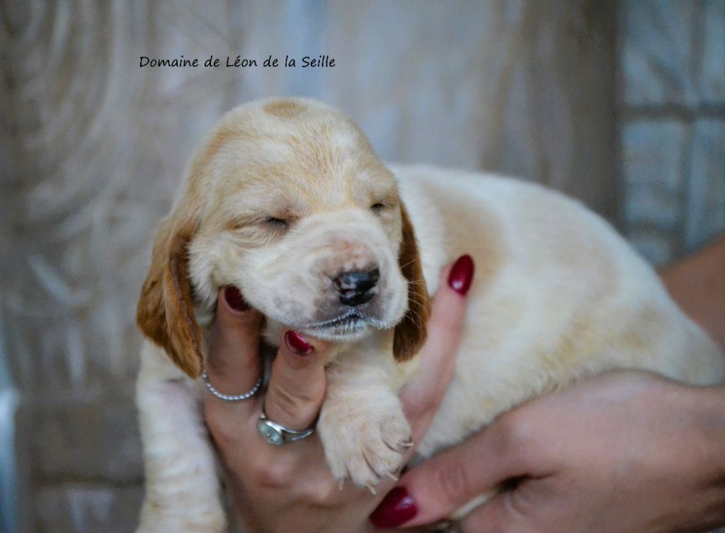 du Domaine De Léon De La Seille - Chiot disponible  - Basset Hound