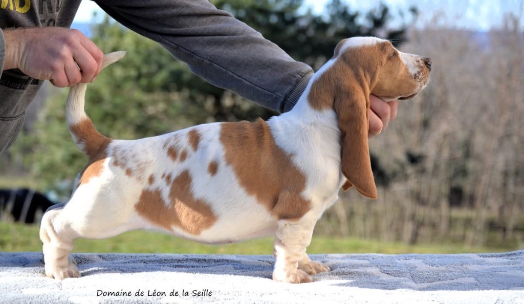 du Domaine De Léon De La Seille - Chiot disponible  - Basset Hound