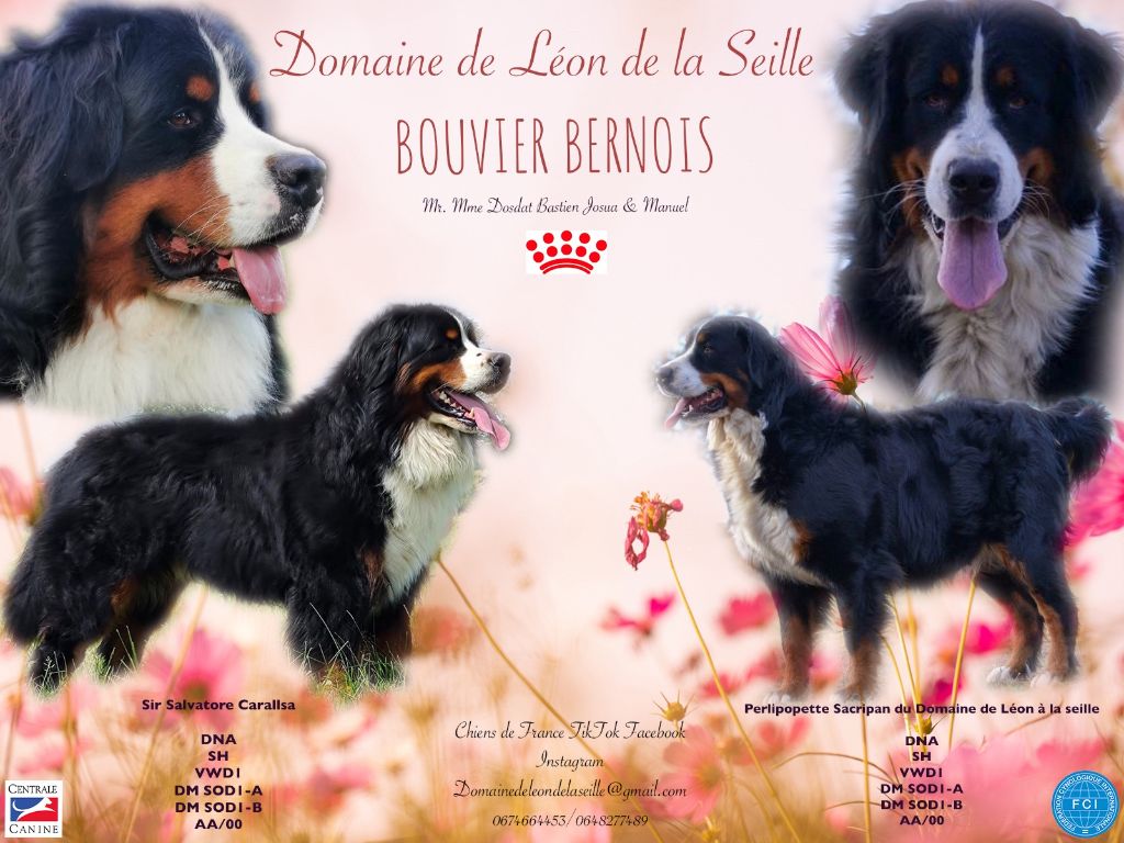 du Domaine De Léon De La Seille - Chiot disponible  - Bouvier Bernois