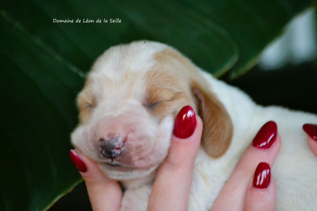 du Domaine De Léon De La Seille - Chiot disponible  - Basset Hound