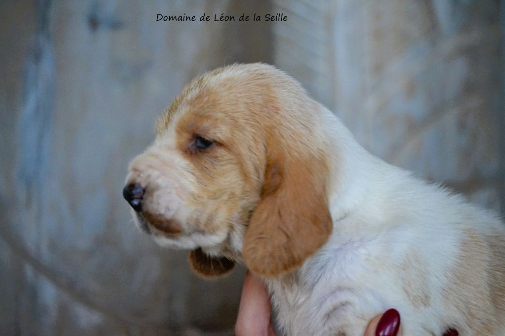 du Domaine De Léon De La Seille - Chiot disponible  - Basset Hound