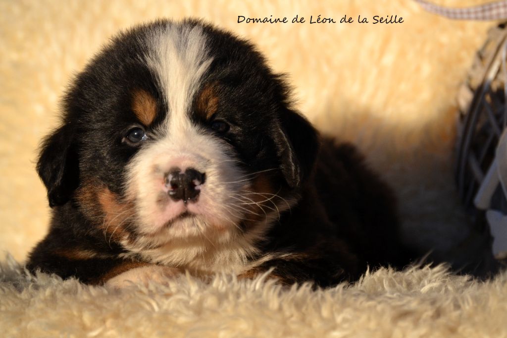 du Domaine De Léon De La Seille - Chiot disponible  - Bouvier Bernois