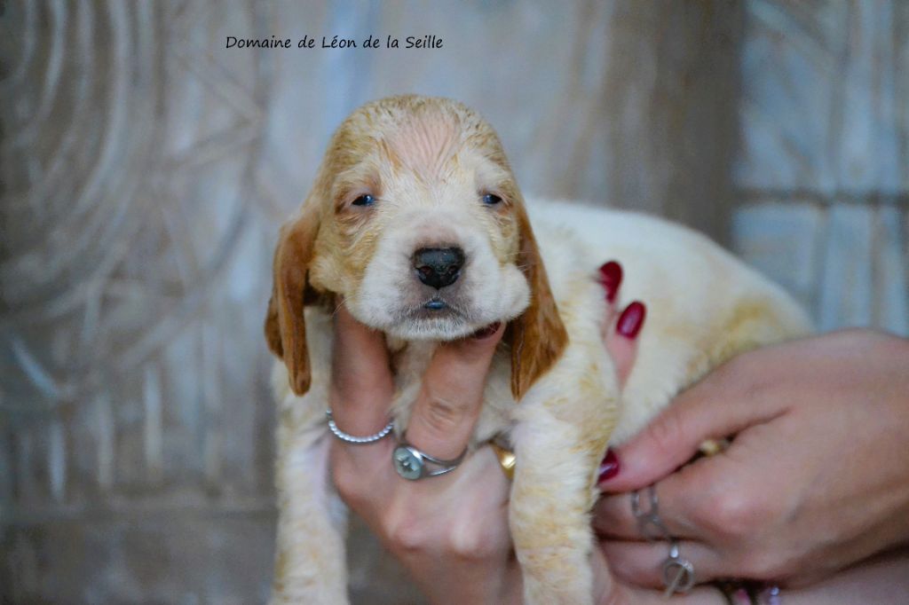 du Domaine De Léon De La Seille - Chiot disponible  - Basset Hound