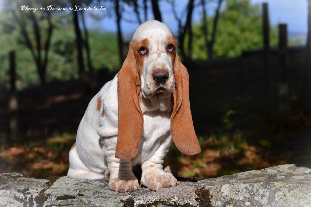 Chiot Elevage du Domaine De L on De La Seille eleveur de