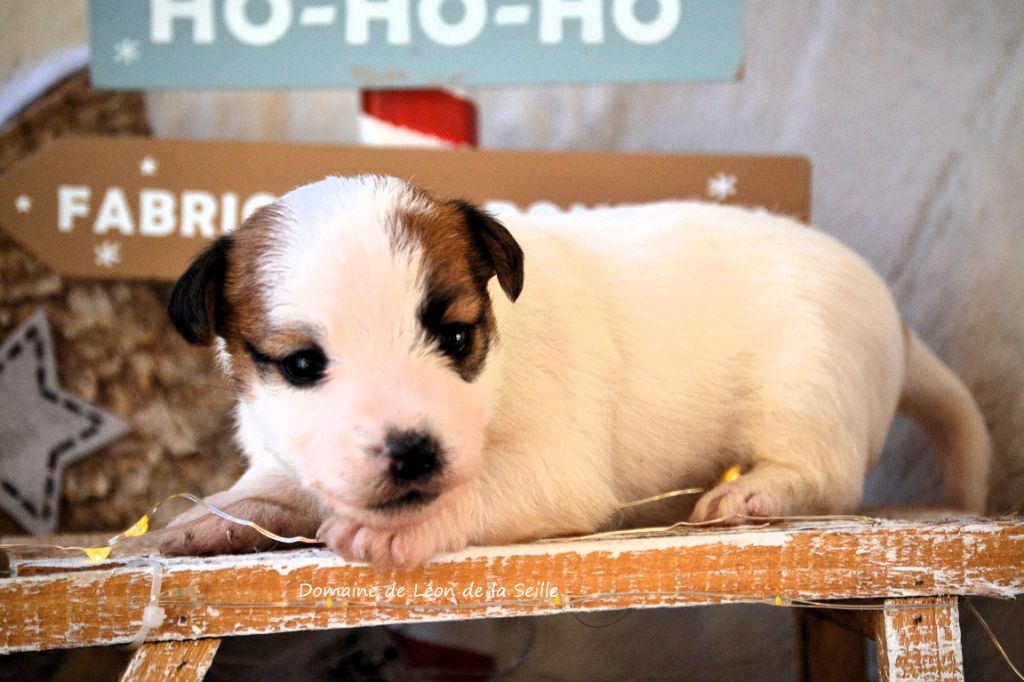 du Domaine De Léon De La Seille - Chiot disponible  - Jack Russell Terrier