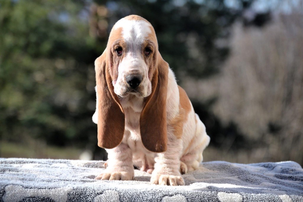 du Domaine De Léon De La Seille - Chiot disponible  - Basset Hound