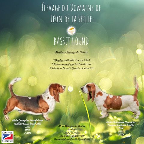 chiot Basset Hound du Domaine De Léon De La Seille