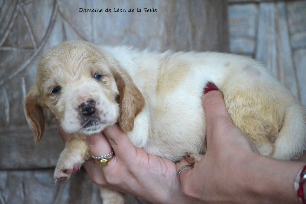 du Domaine De Léon De La Seille - Chiot disponible  - Basset Hound