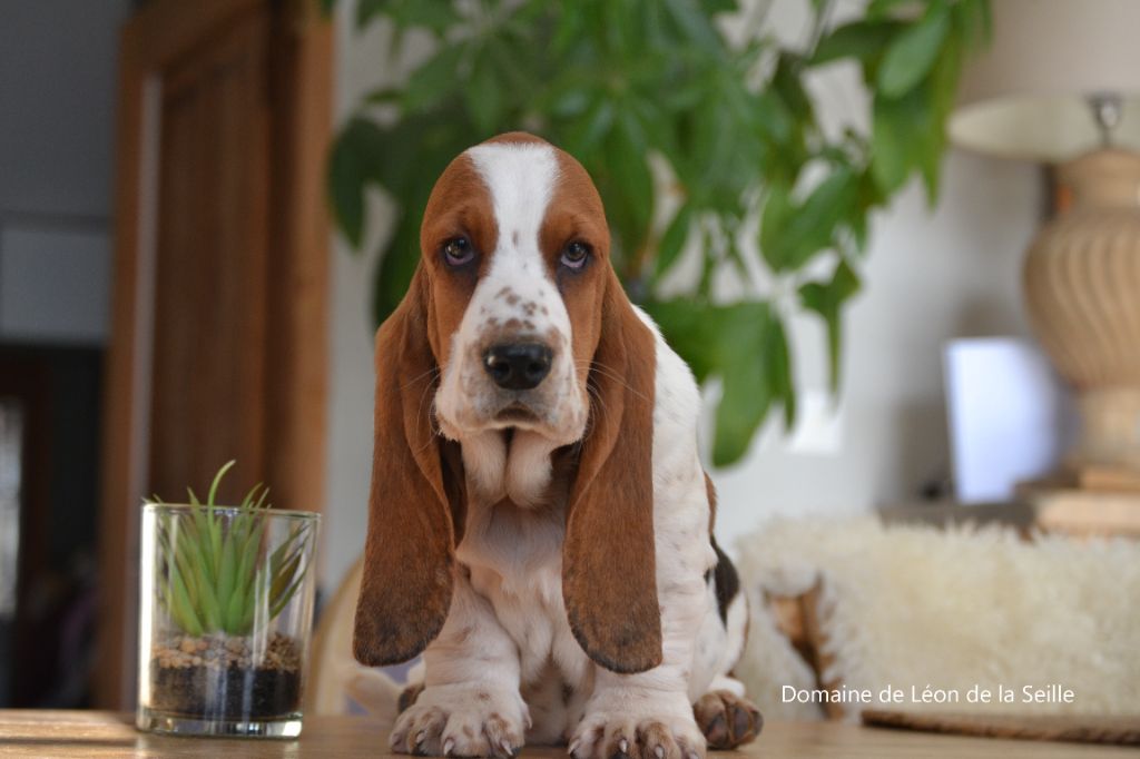 du Domaine De Léon De La Seille - Chiot disponible  - Basset Hound