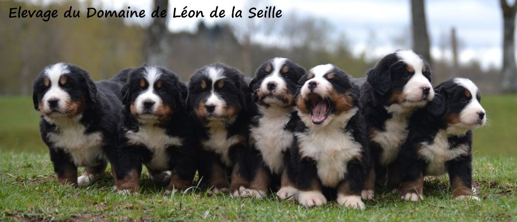 Eleveur de chiens Bouvier bernois-Elevage du Domaine De Léon De La Seille 