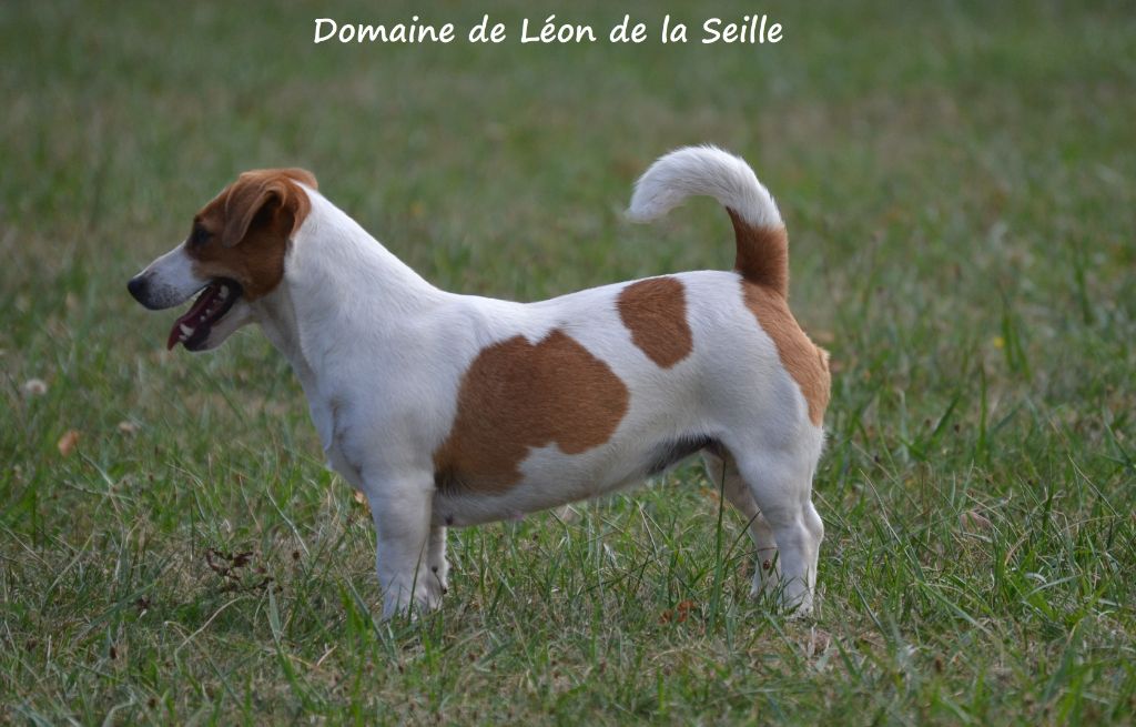 Majestic queen du Domaine De Léon De La Seille