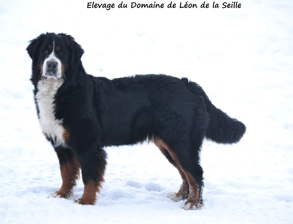 Léonie du Domaine De Léon De La Seille