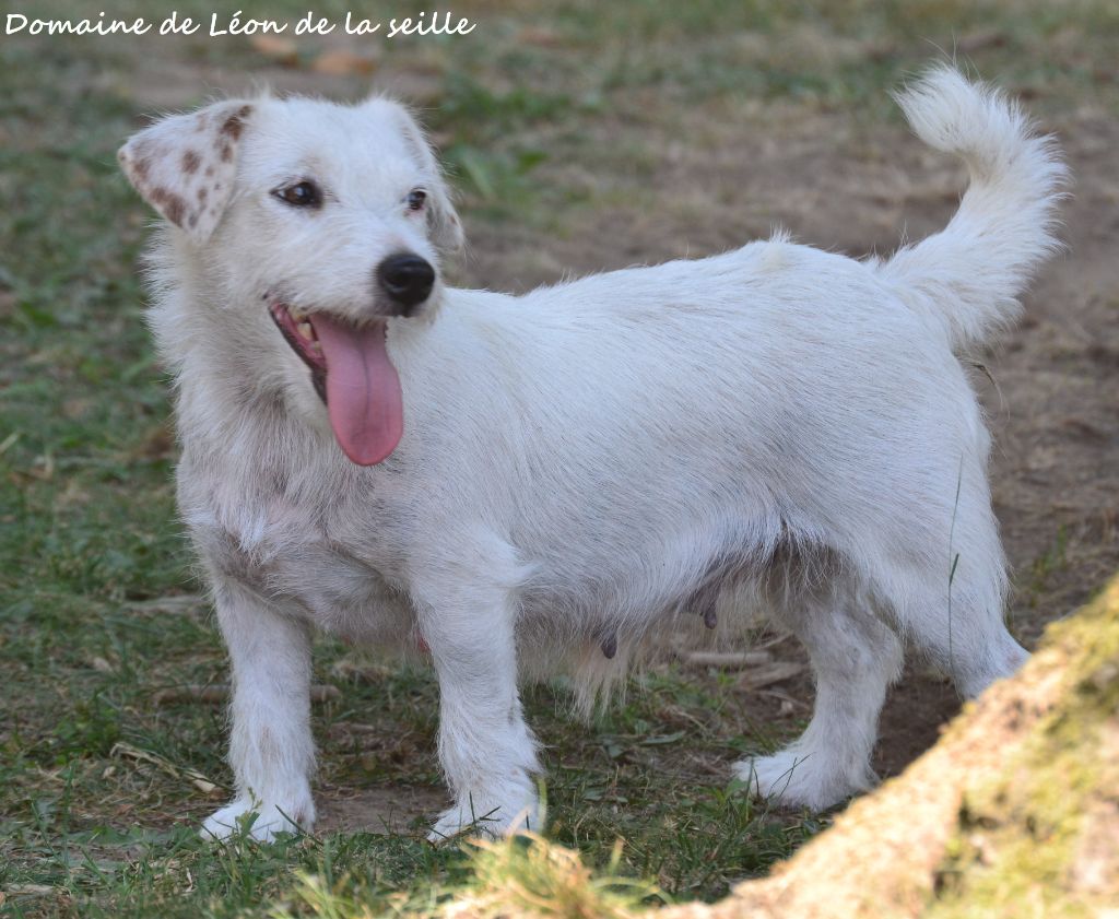 L'innocente du Domaine De Léon De La Seille