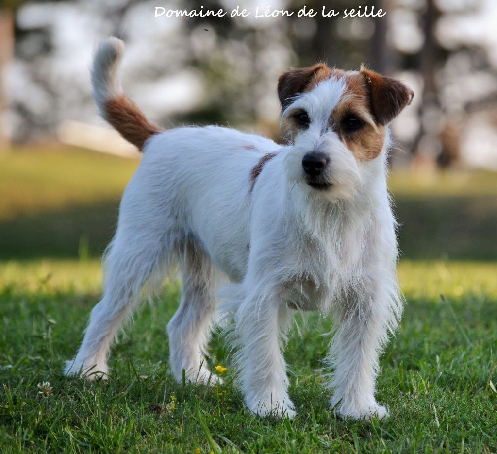 Nina ricci du Domaine De Léon De La Seille