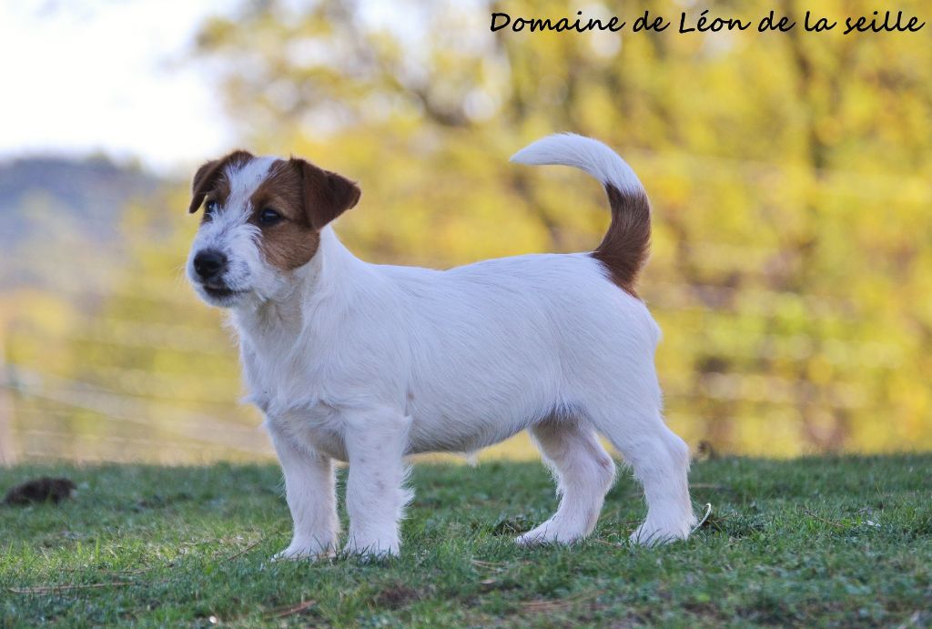 Papaye du Domaine De Léon De La Seille