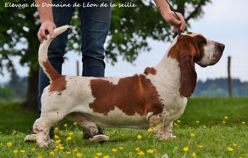 CH. Norbert du Domaine De Léon De La Seille
