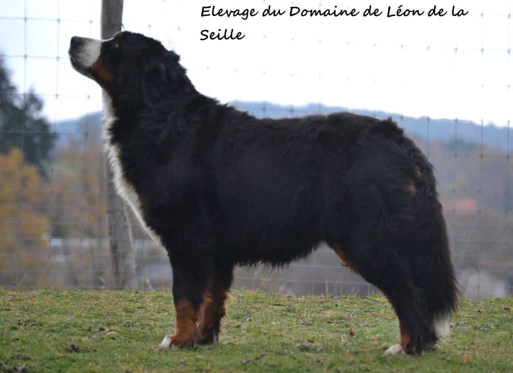 Nabracadabra du Domaine De Léon De La Seille