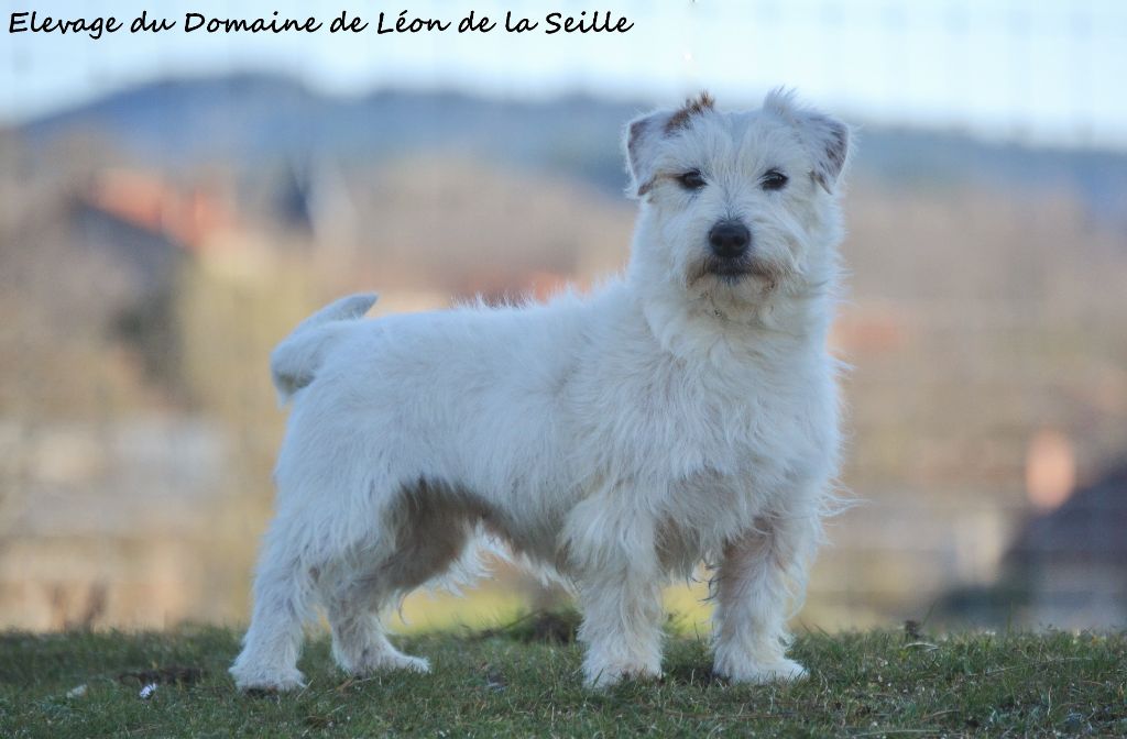 Opale du Domaine De Léon De La Seille
