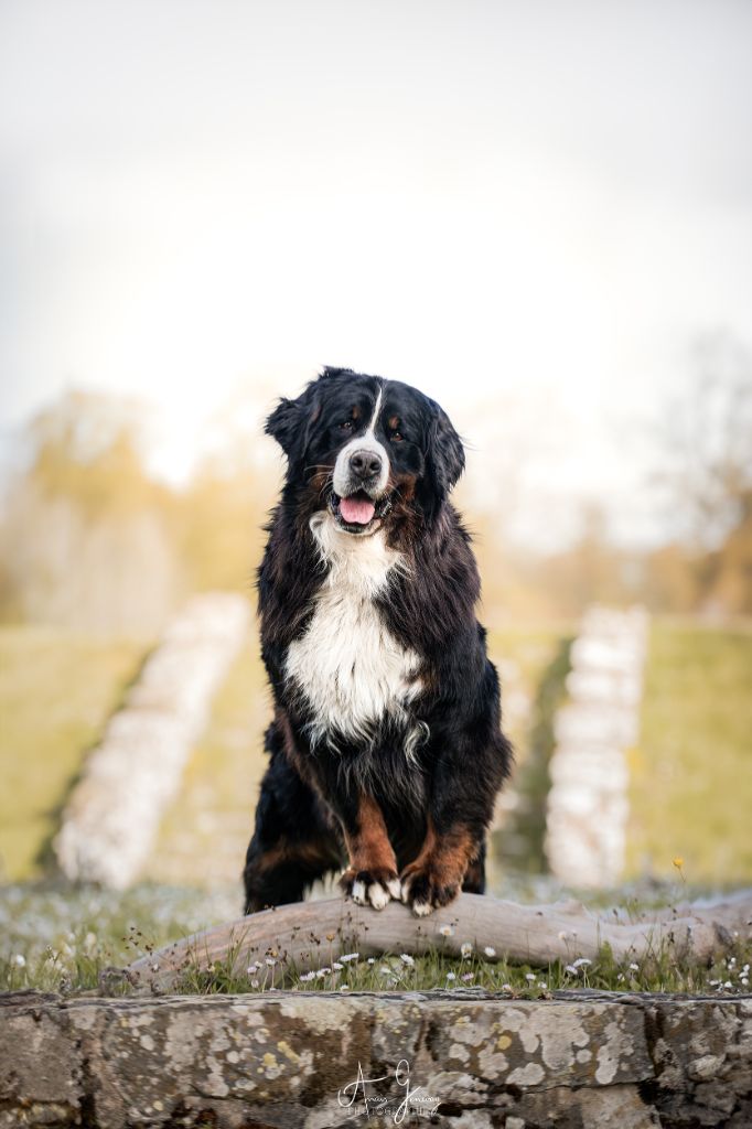 Trafalgar magic du Domaine De Léon De La Seille