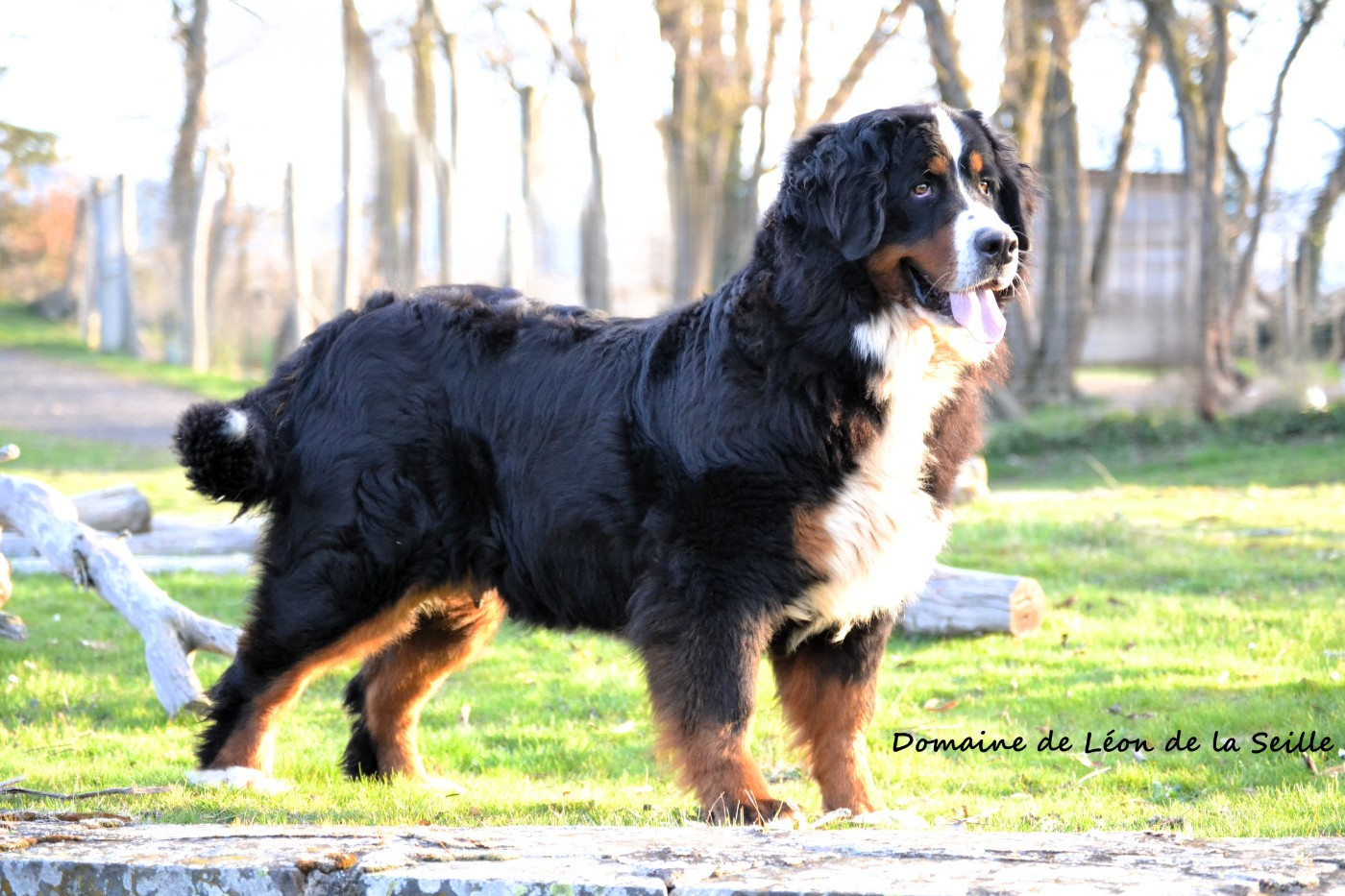 VALENCIA du roi des lacs