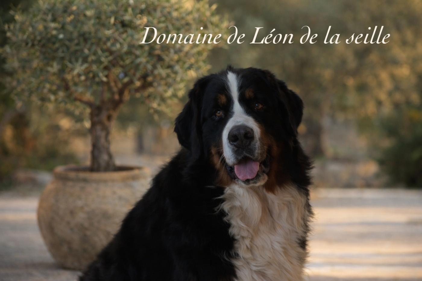 UNE CO PILOTE du Domaine De Léon De La Seille