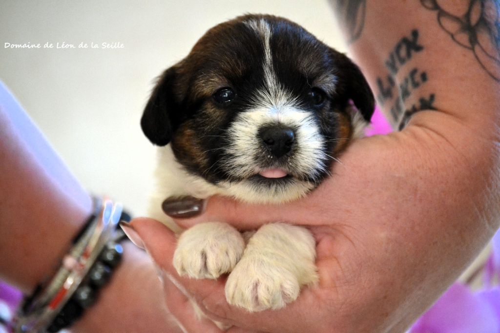 CHIOTS DISPONIBLES À LA RÉSERVATION 