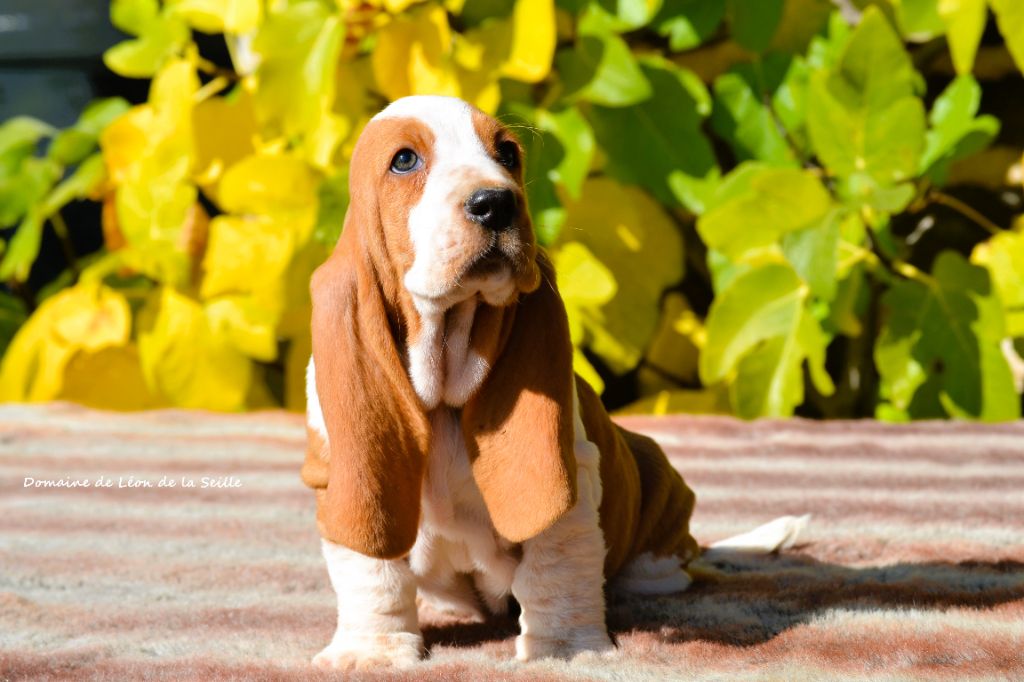 du Domaine De Léon De La Seille - CHIOTS DISPONIBLES À LA RÉSERVATION 