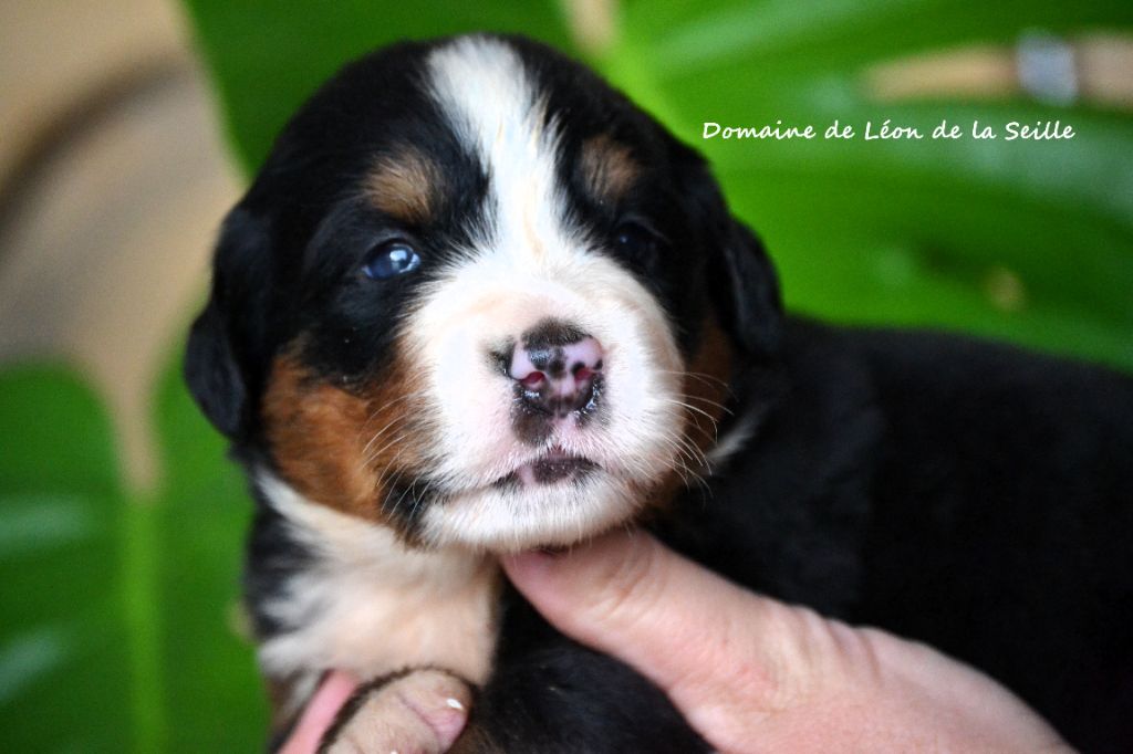 DES BEBES SONT DISPONIBLES À LA RÉSERVATION 