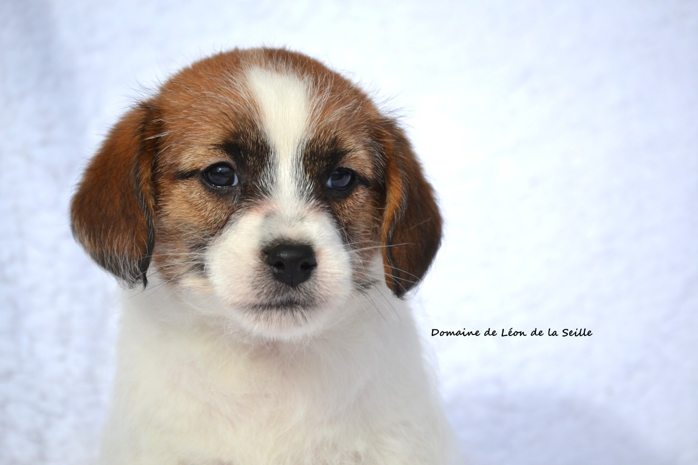 CHIOTS DISPONIBLES À LA RÉSERVATION