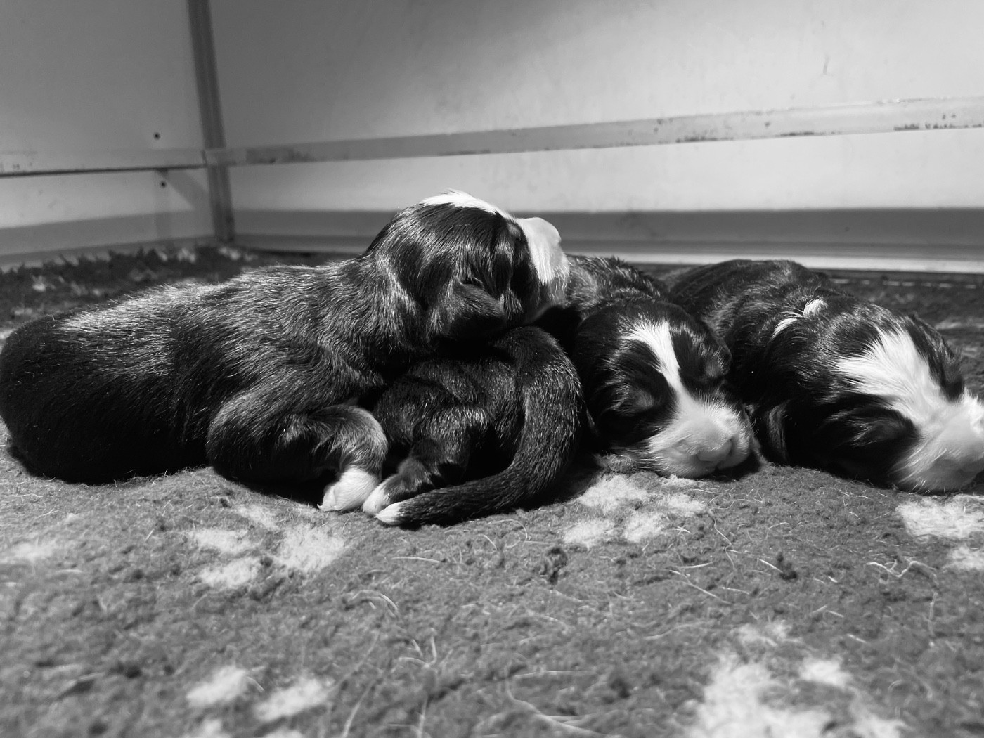 Des bébés sont nés✨