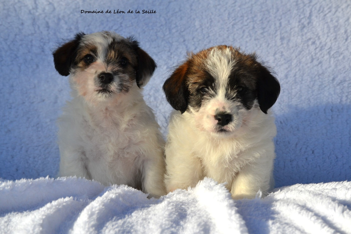 CHIOTS DISPONIBLES À LA RÉSERVATION