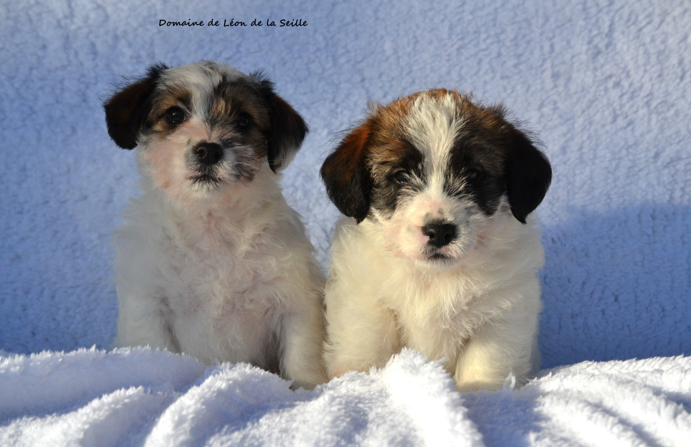 CHIOTS DISPONIBLES À LA RÉSERVATION