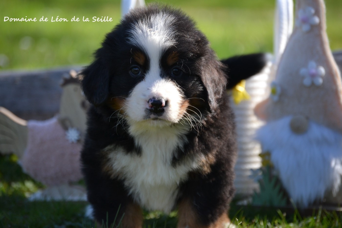 Bali du Domaine de Léon de la seille