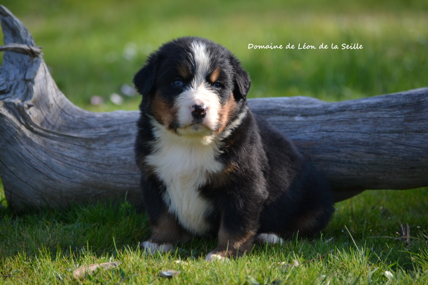du Domaine De Léon De La Seille - Des bébés sont nés✨