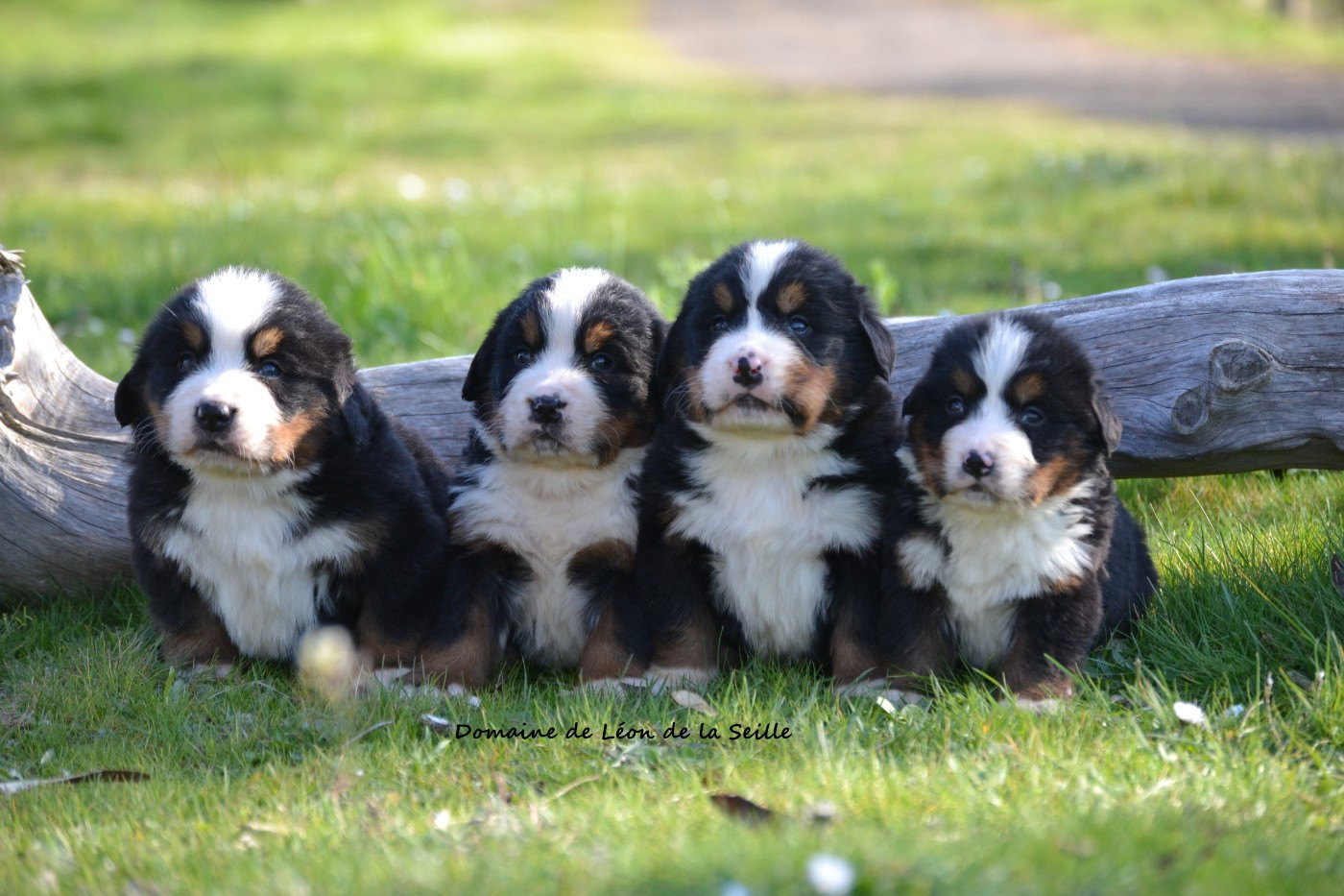 du Domaine De Léon De La Seille - CHIOTS DISPONIBLES À LA RÉSERVATION