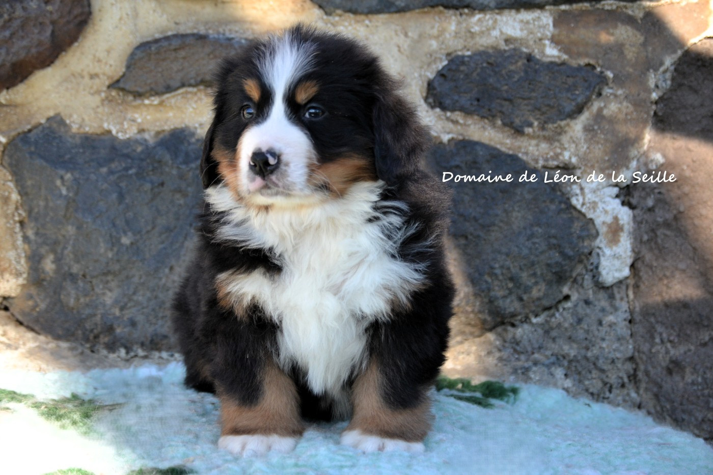 du Domaine De Léon De La Seille - Bright disponible à la réservation✨