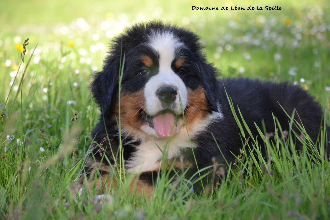 CHIOT DISPONIBLE À LA RÉSERVATION