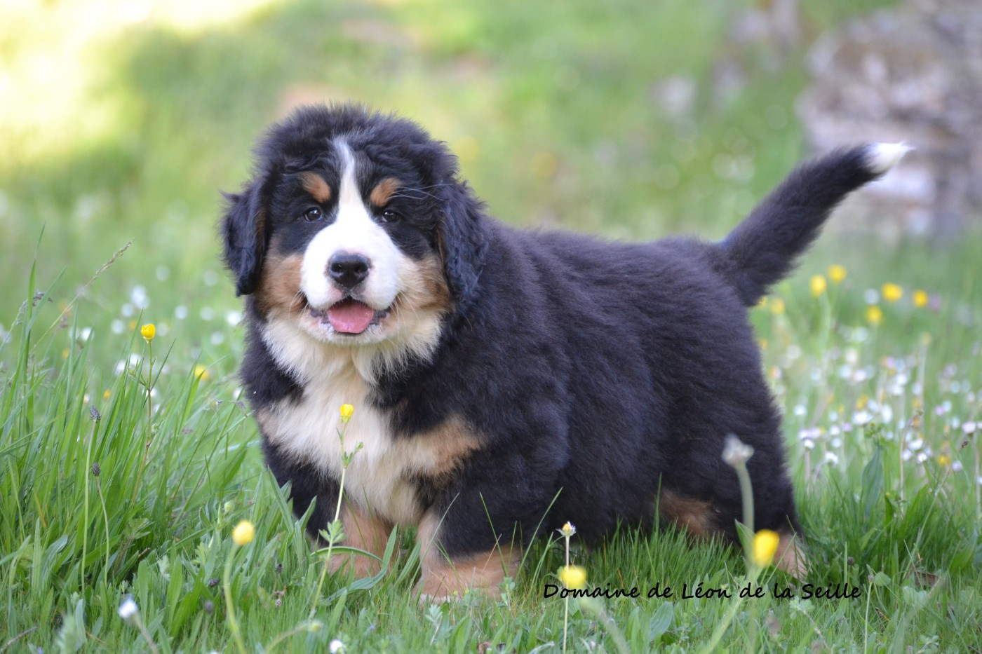 CHIOT DISPONIBLE À LA RÉSERVATION