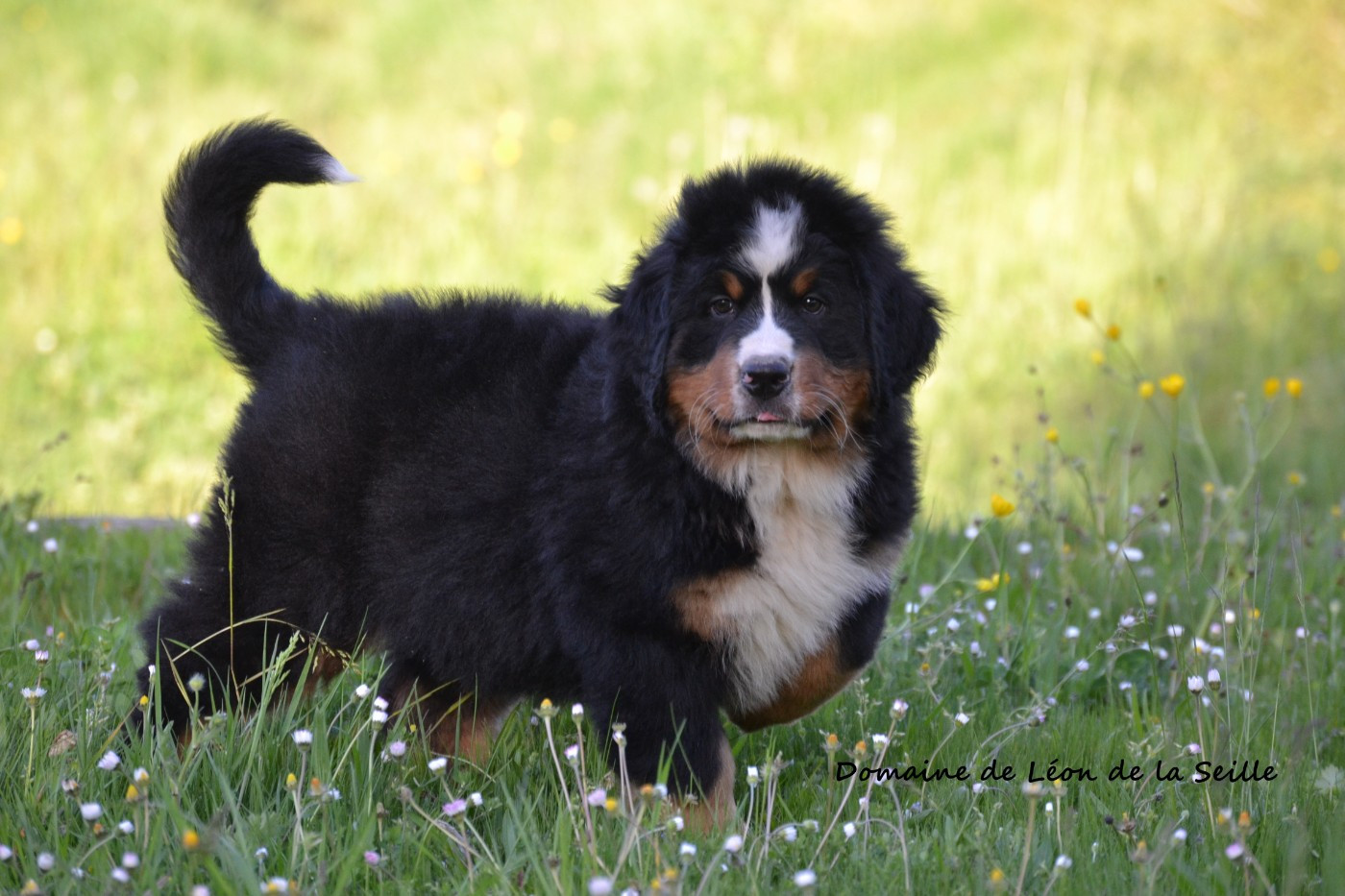 CHIOT DISPONIBLE À LA RÉSERVATION