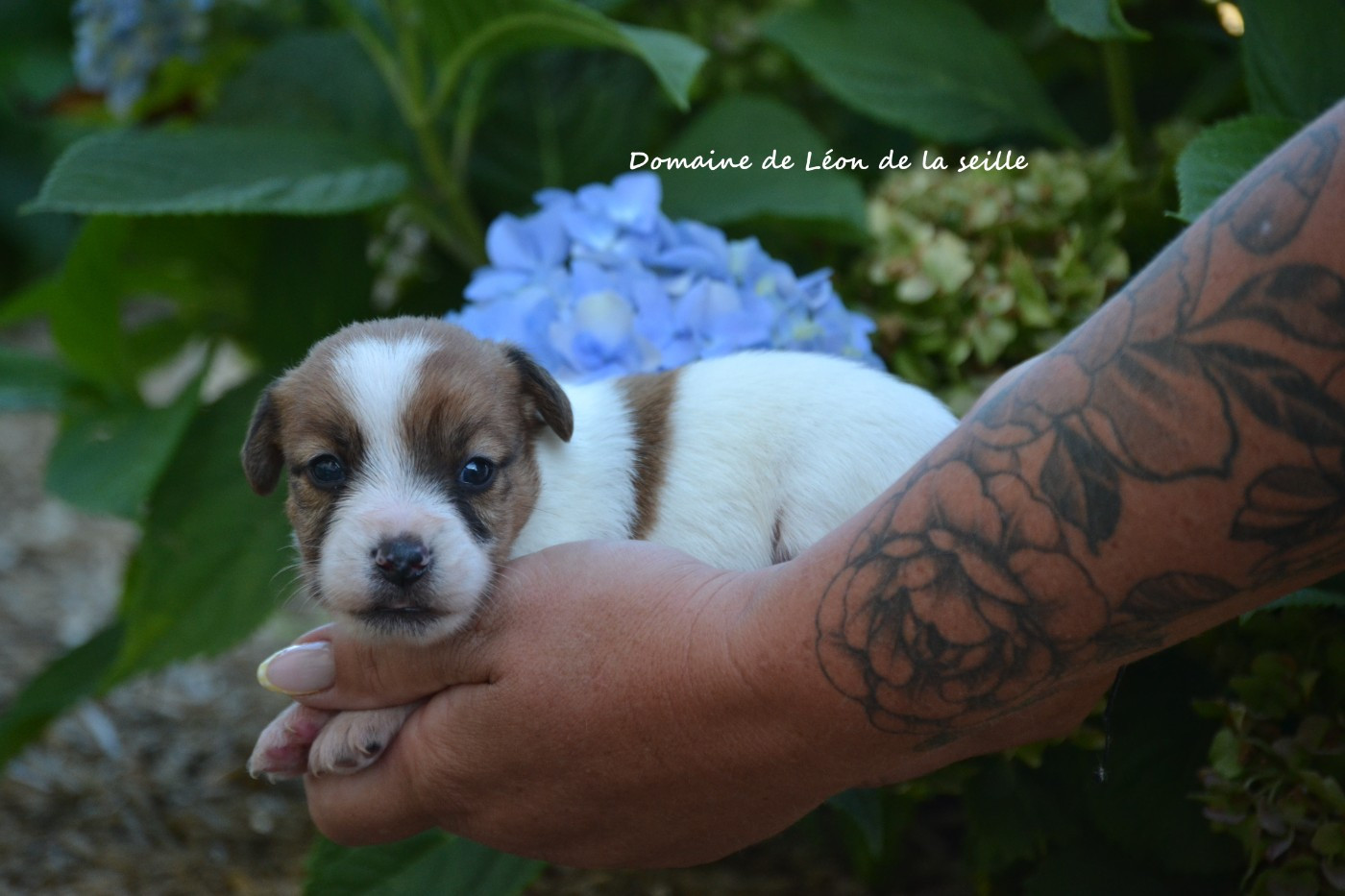 CHIOTS DISPONIBLES À LA RÉSERVATION