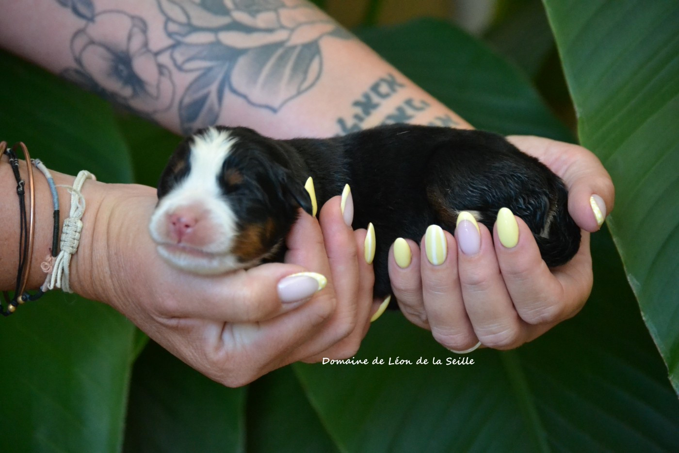 CHIOT DISPONIBLE À LA RÉSERVATION