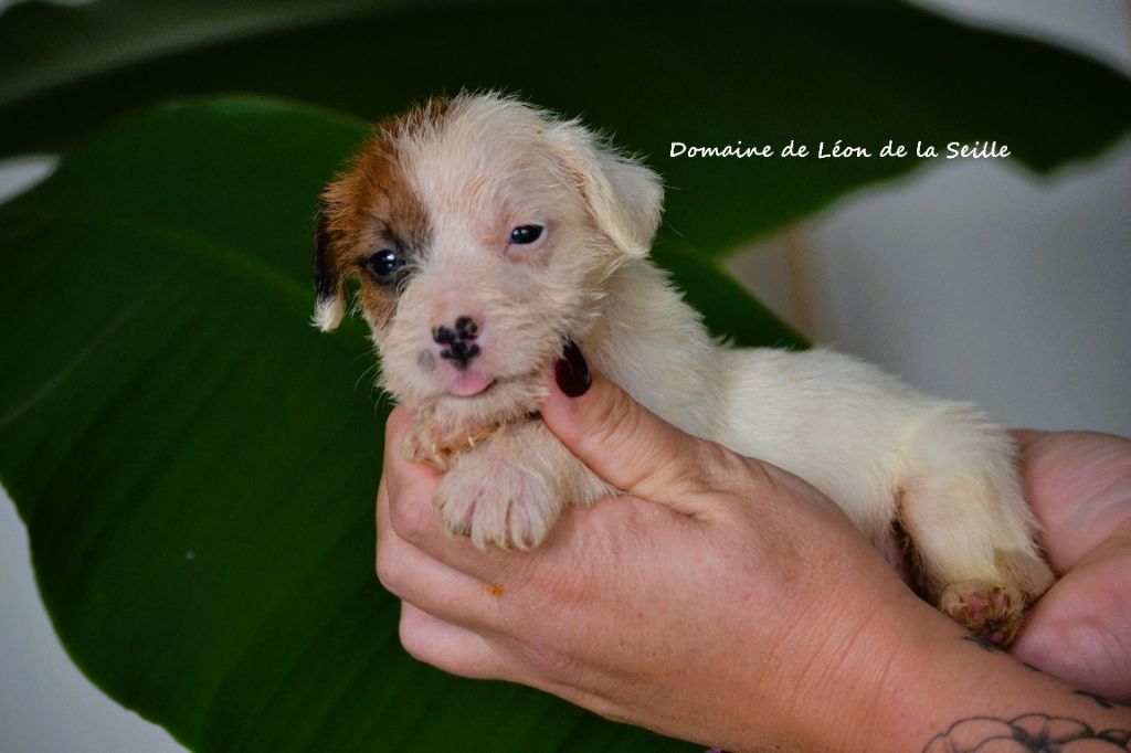 du Domaine De Léon De La Seille - CHIOT DISPONIBLE 