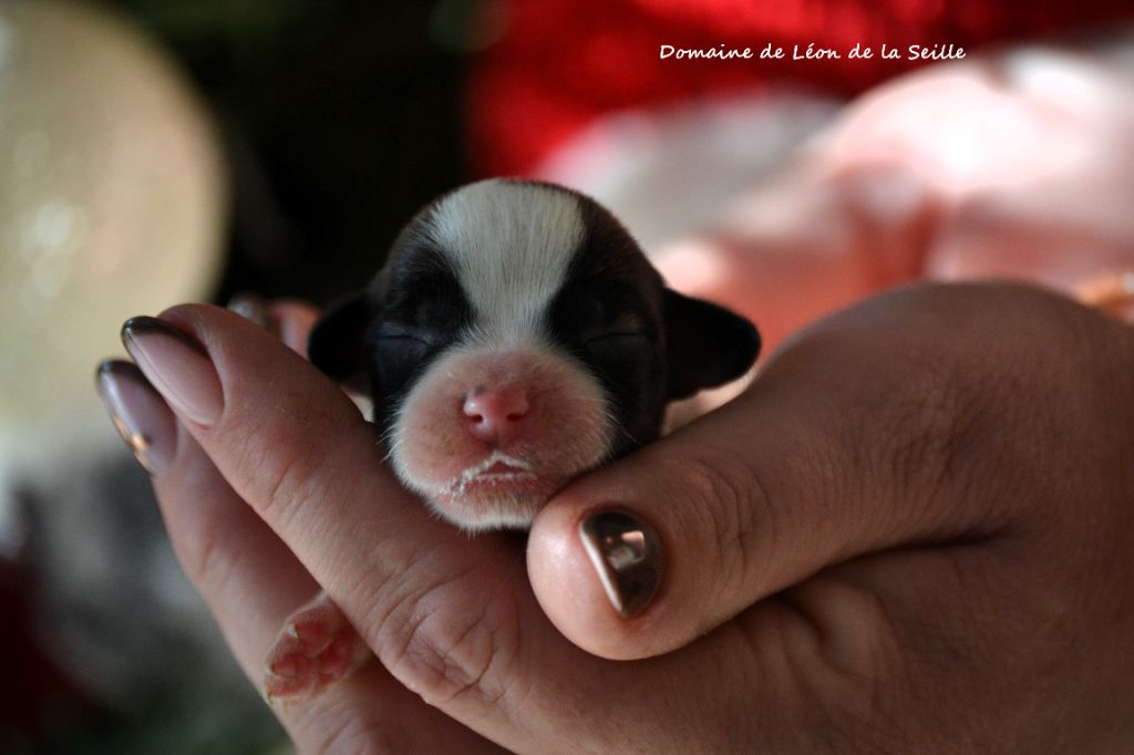 du Domaine De Léon De La Seille - CHIOTS DISPONIBLES À LA RÉSERVATION 