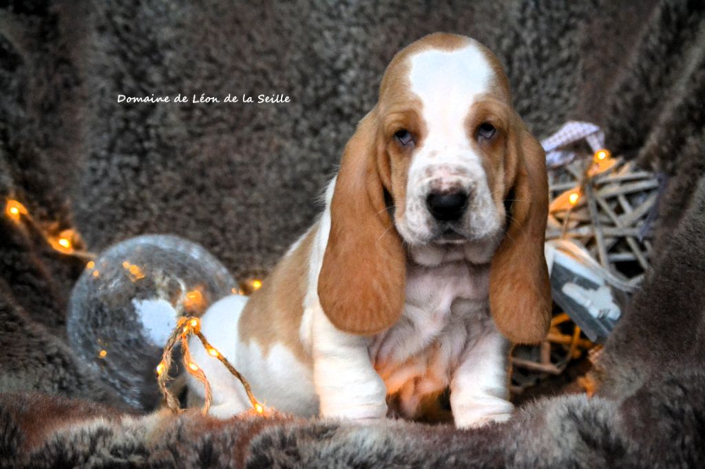 du Domaine De Léon De La Seille - CHIOTS DISPONIBLES À LA RÉSERVATION