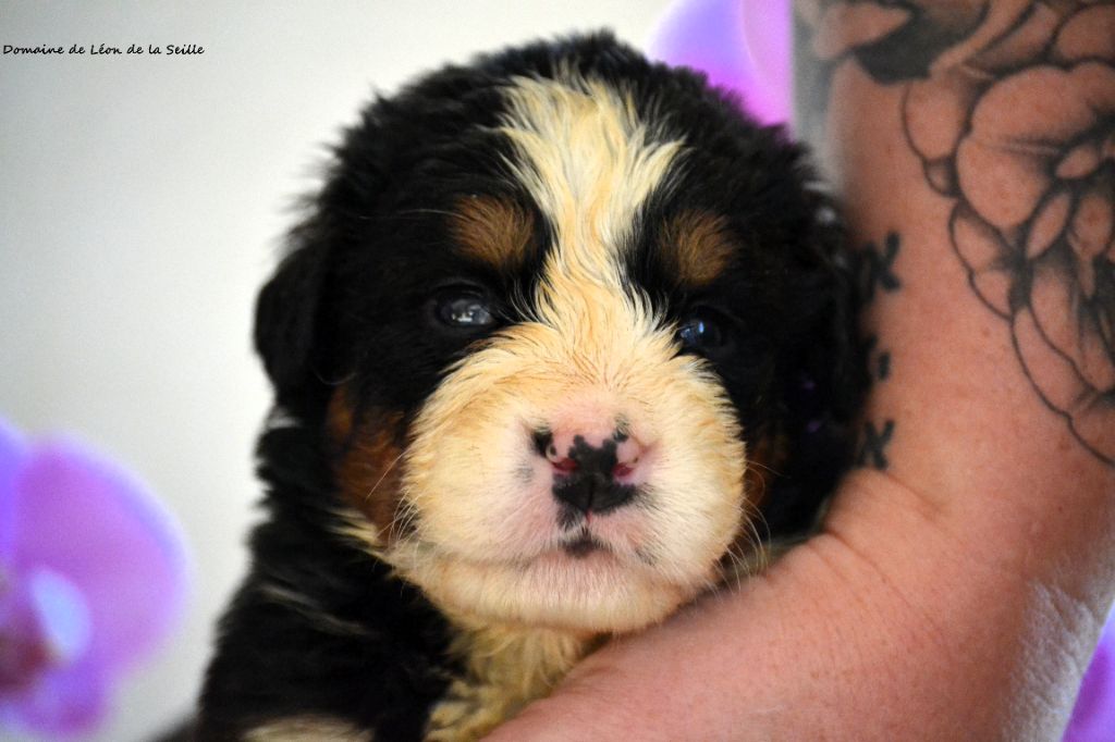 DES BEBES SONT DISPONIBLES À LA RÉSERVATION 